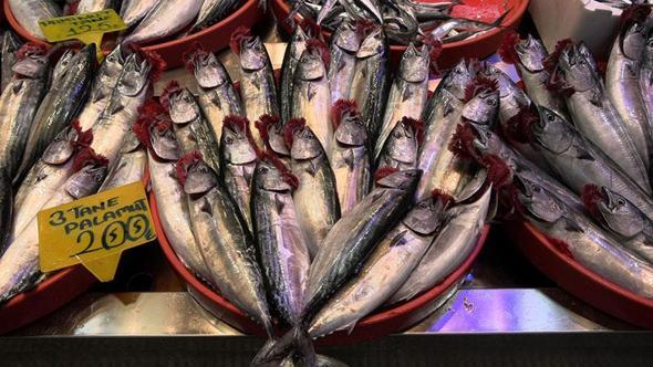 Karadeniz’de palamut göç etmeye başladı; hamsi bolluğu beklentisi