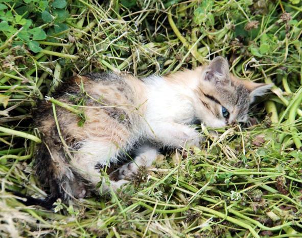 Kargaların yaraladığı yavru kedi için seferber oldular