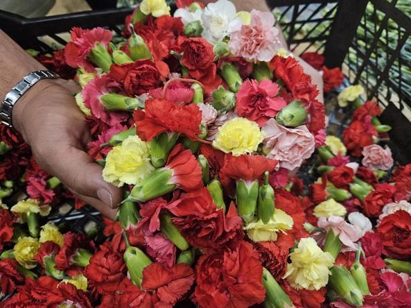 Sirtakide tabak kırmanın yerini alan Türk karanfilinden 3 milyon dolarlık gelir