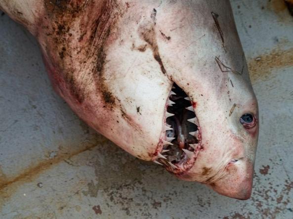 Saros Körfezi’nde balıkçı ağına ‘kum kaplanı’ cinsi köpek balığı takıldı