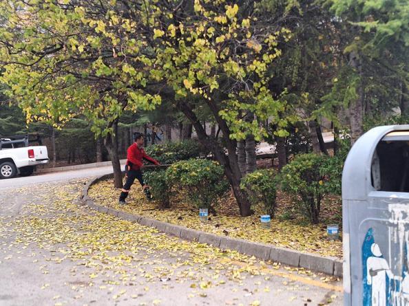 Yürüyüşe çıkan profesör, köpeklerin saldırısında yaralandı