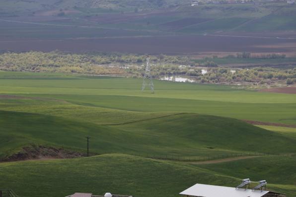 Diyarbakır’da, 8 aydır yakalanamayan dananın kaçtığı anlar kamerada