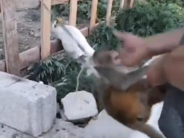 Şiddet uygulanan maymun, kurtarılıp korumaya alındı