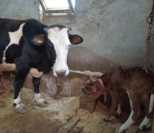Genetik mühendislikle süt alerjisi taşımayan buzağılar dünyaya geldi