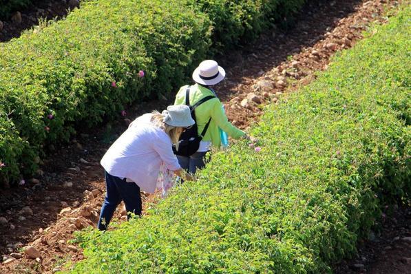 Gülün serüveni Isparta’da ziyaretçilere anlatılıyor