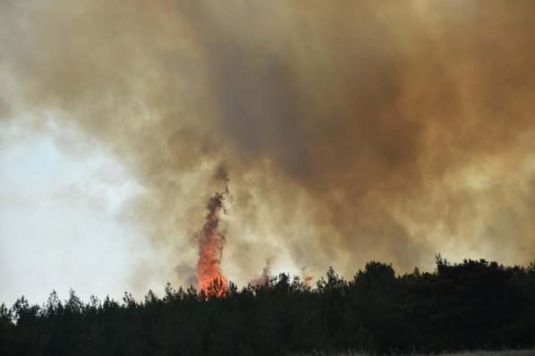İzmir Bornovadaki orman yangını kontrol altında