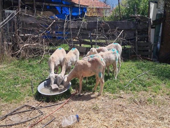Sokak köpeklerinin saldırısında 7 koyun öldü