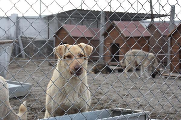 Mama Ekspresi projesi ile Doğu’daki hayvanlara 40,6 ton mama ulaştırıldı