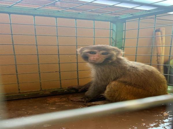 Şiddet uygulanan maymun, kurtarılıp korumaya alındı