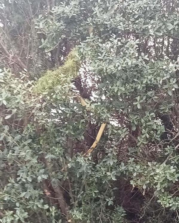 Çanakkalede tarlasından dönerken dev yılanı görüntüledi