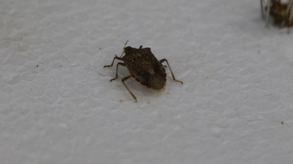 Vinnitsa porno videolar Ayollar vaginalari uchun rulonlarning fotosuratlari