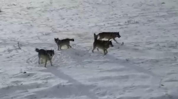 Doğada gezinen kurt sürüsü dron ile görüntülendi