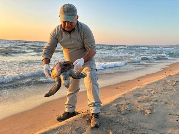 Kuşadası’nda aynı gün 3 deniz kaplumbağası ölü bulundu