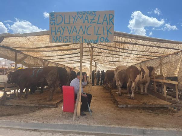 Kurbanlık alırken küpe ve sağlık raporu mutlaka kontrol edilmeli