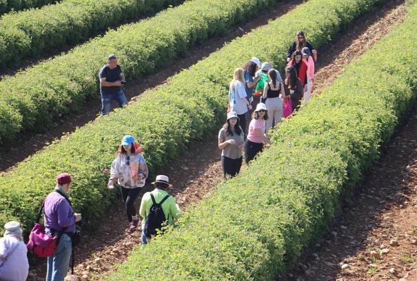 Gülün serüveni Isparta’da ziyaretçilere anlatılıyor