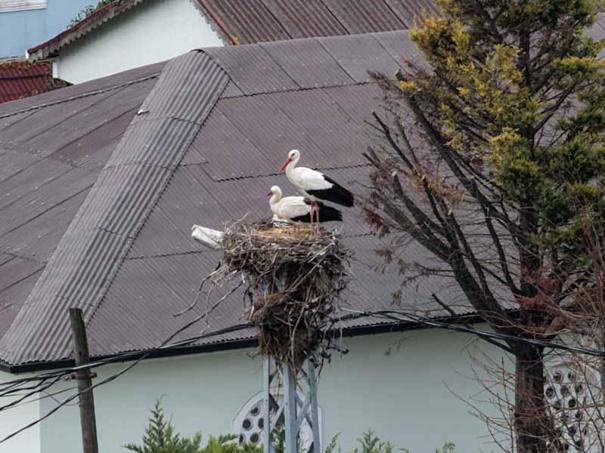 Afrikadan göç eden leylekler İstanbula ulaştı