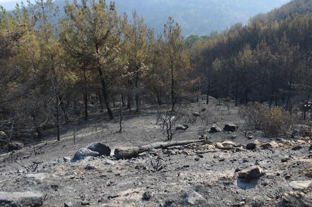 Aydın’daki orman yangını 3üncü gününde