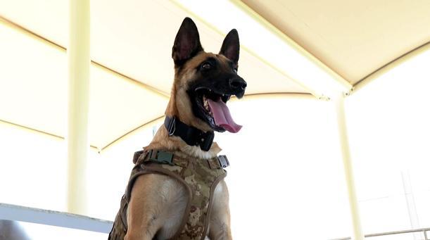 Turkish Armed Forces’ bomb-sniffing dogs on duty in the World Cup
