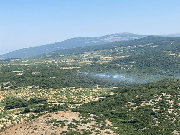 Aydında orman yangını