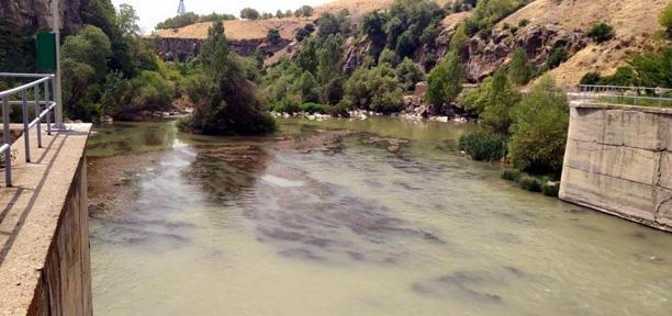 Çayda görülen su samurları kamerada
