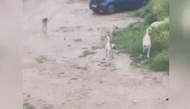 Başıboş köpeklerin çocuğu kovaladığı anlar kamerada