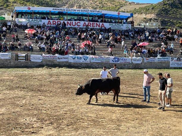 Ardanuç Kültür ve Sanat Festivalinde boğa güreşleri heyecanı