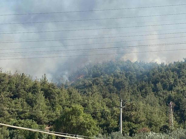 Manisada orman yangını