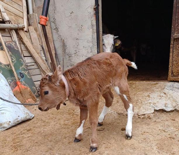 Genetik mühendislikle süt alerjisi taşımayan buzağılar dünyaya geldi