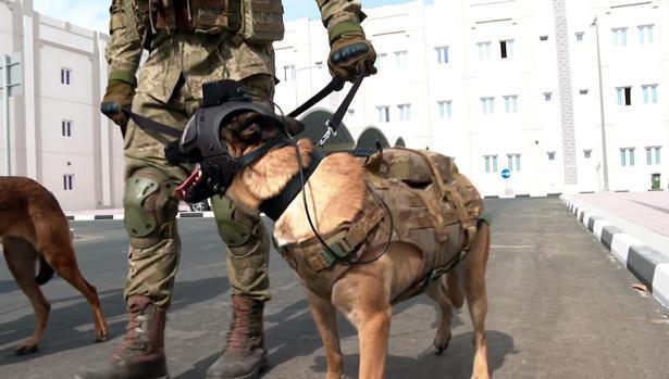 Turkish Armed Forces’ bomb-sniffing dogs on duty in the World Cup