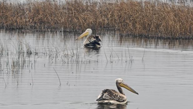 Yaralı bulunan 2 pelikan, bakımının ardından doğaya salındı