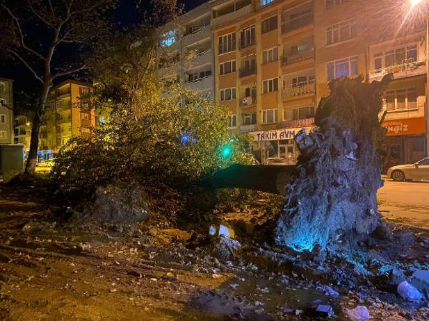 İnegölde lodos nedeniyle asırlık çınarlar, caddeye devrildi