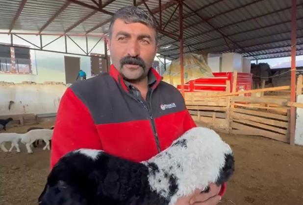 Tokat’ta annesi ölen kuzuyu inek emziriyor