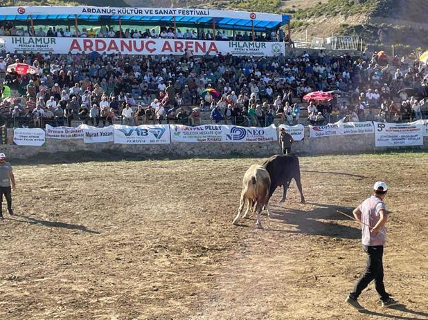 Ardanuç Kültür ve Sanat Festivalinde boğa güreşleri heyecanı