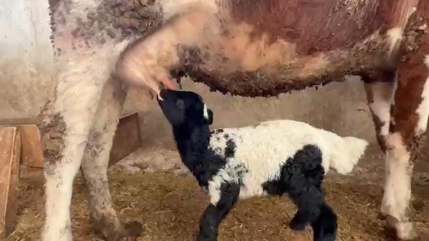 Tokat’ta annesi ölen kuzuyu inek emziriyor