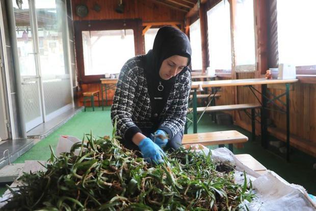 Doğanın hazinesi altınla yarışıyor; salep tozu 6 bin TL