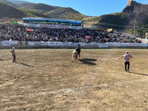 Ardanuç Kültür ve Sanat Festivalinde boğa güreşleri heyecanı