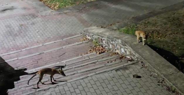 Parkta tilki, kedi ve kirpinin karşılaşması kamerada