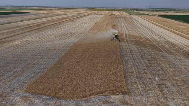 Konya Ovası’nda, kuraklık ve don nedeniyle yaklaşık 1 milyon ton rekolte düşüşü bekleniyor