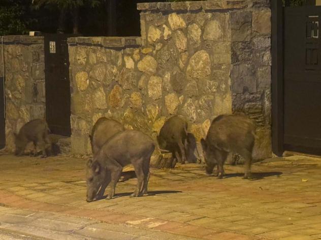 Bodrumda aç kalan domuzlar ilçe merkezine indi