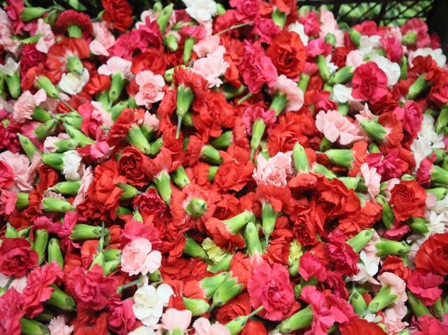 Sirtakide tabak kırmanın yerini alan Türk karanfilinden 3 milyon dolarlık gelir