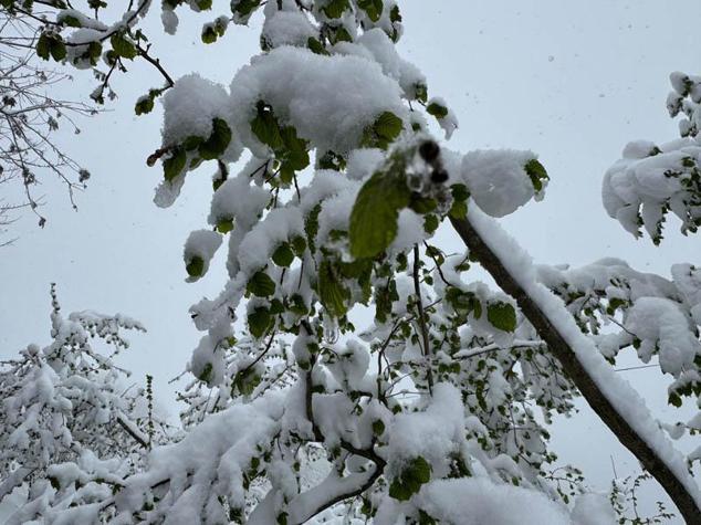 Ordu’ya nisanda kar yağdı, fındıkta zirai don riski oluştu