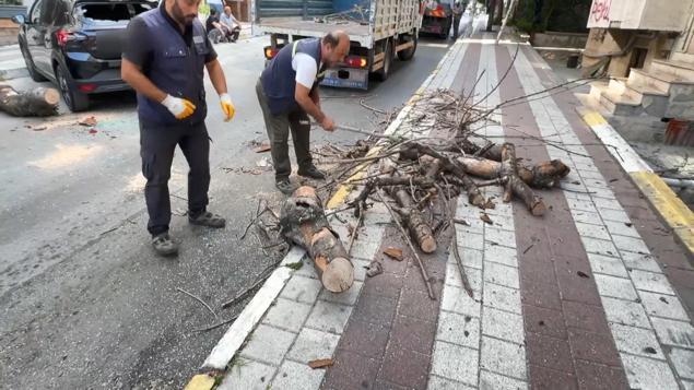 Avcılarda kökü kuruyan ağaç park halindeki otomobilin üzerine devrildi