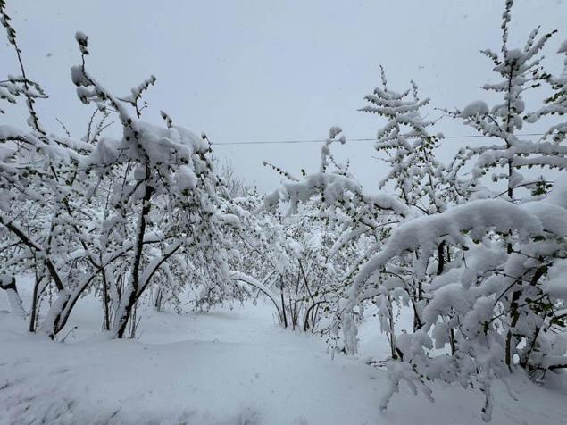 Ordu’ya nisanda kar yağdı, fındıkta zirai don riski oluştu