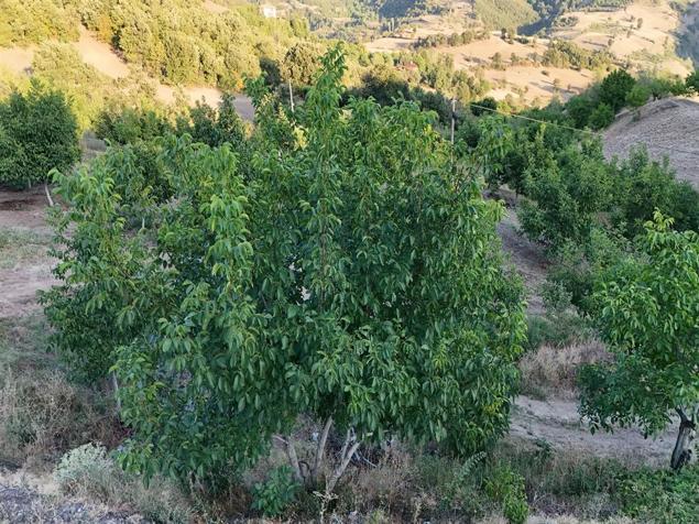 Tokatta cevizi zirai don vurdu: 2 bin 400 tonluk rekolte 25 tona düştü
