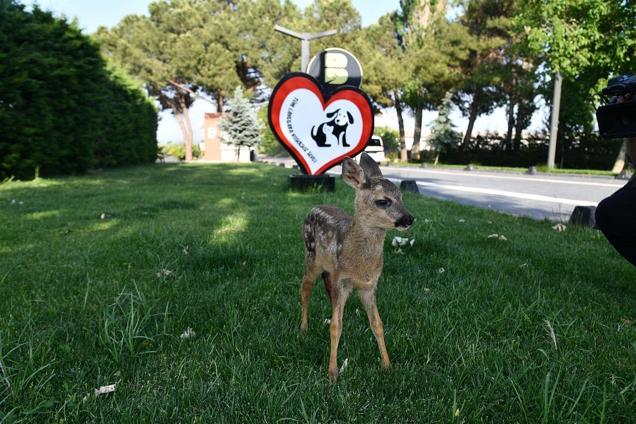 Balıkesir’de ayağı kırık karaca tedavi edildi