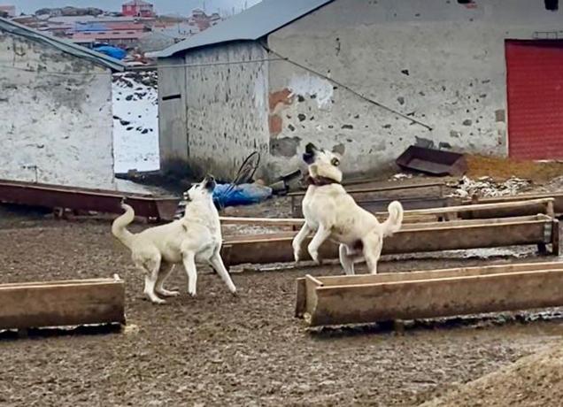 Çoban köpeklerinin drona tepkisi kamerada