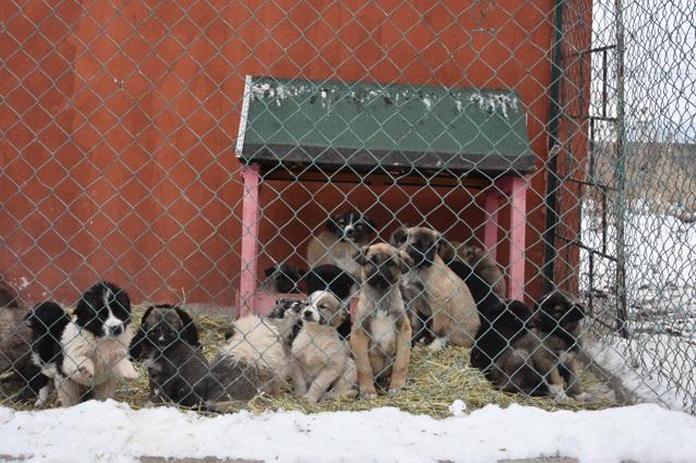 Mama Ekspresi projesi ile Doğu’daki hayvanlara 40,6 ton mama ulaştırıldı