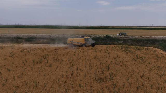 Konya Ovası’nda, kuraklık ve don nedeniyle yaklaşık 1 milyon ton rekolte düşüşü bekleniyor