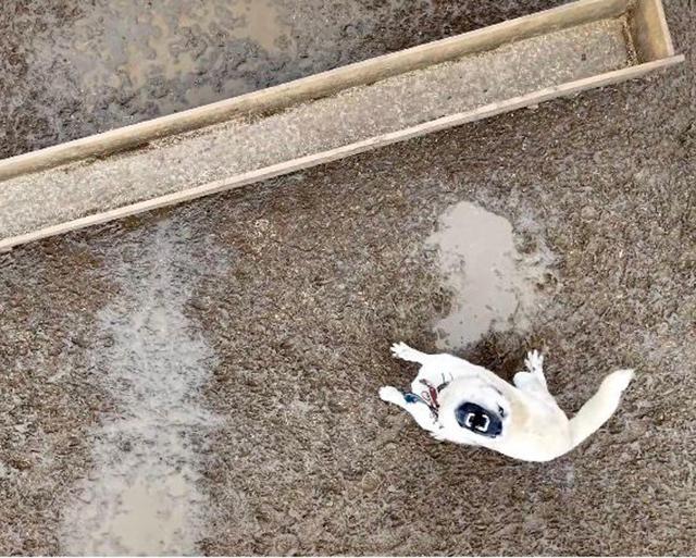 Çoban köpeklerinin drona tepkisi kamerada