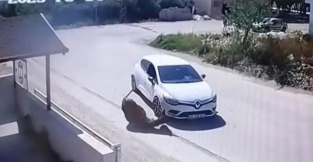 Otomobiliyle eşeğe kasıtlı olarak çarpan sürücünün ehliyetine el konuldu